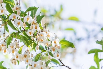 Bell-shaped white flowers that bloom downwards. snow bell,  snow berry 