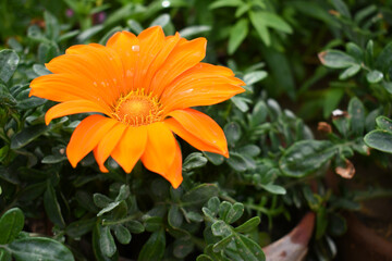 Beautiful Orange gazania flower Closeup, Close up Orange Gazania Flower, Orange Gazania Linearis Flower in garden