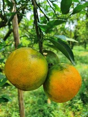 Pictured are ripe oranges from an orange tree growing at high altitude. Pictured are ripe oranges from an orange tree grown at high altitude in northern Thailand. The orange's skin is rough and has a 