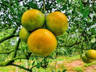 Pictured are ripe oranges from an orange tree growing at high altitude. Pictured are ripe oranges from an orange tree grown at high altitude in northern Thailand. The orange's skin is rough and has a 