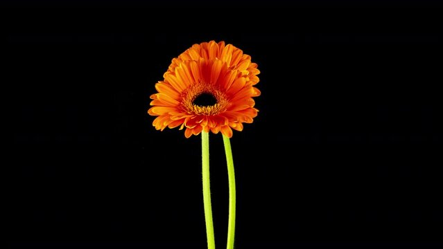 Time-lapse of growing and opening orange gerbera flower isolated on black background.
