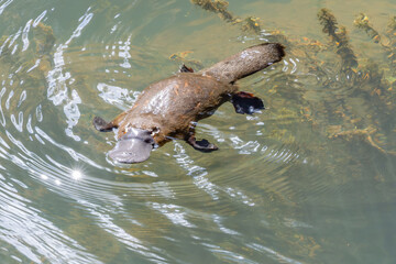 high angle shot of a platypus swimming to the left in the broken river at eungella national park of queensland