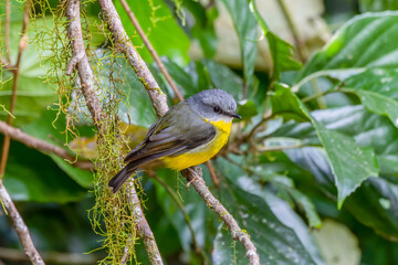 side view of an eastern yellow robin perching on a branch at eungella national park of queensland