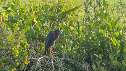 green heron perching on a branch and preening in the wetlands at merritt island in florida
