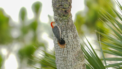 male red-bellied woodpecker at a nest hole in a palm tree at merritt island of florida