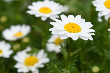 Fototapeta premium Oxeye daisy (Leucanthemum vulgare) blooming in spring, White flowers in the garden closeup, Wild daisy flowers growing on meadow, white chamomiles on green grass background. Oxeye daisy