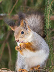 The squirrel with nut sits on tree in the winter or late autumn