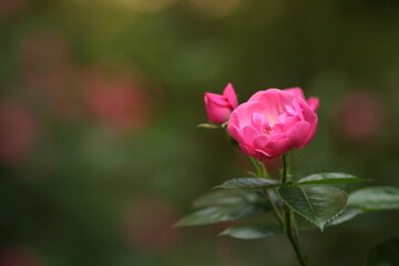 Fototapeta premium ピンクの薔薇