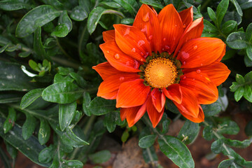 Beautiful red gazania flower Closeup, Close up red Gazania Flower, red Gazania Linearis Flower in garden