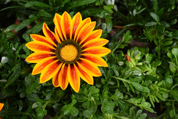Beautiful bright red Yellow gazania flowers Closeup, Close up of red Yellow Gazania Flowers,Gazania Linearis Flower in garden