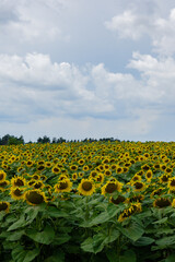 Obraz premium Sunflower field in blu cloudy sky background. Copy space for your text. Natural botany backdrop on gold sunset. Setting sun on field of yellow sunflowers. Flowering meadow on beautiful summer