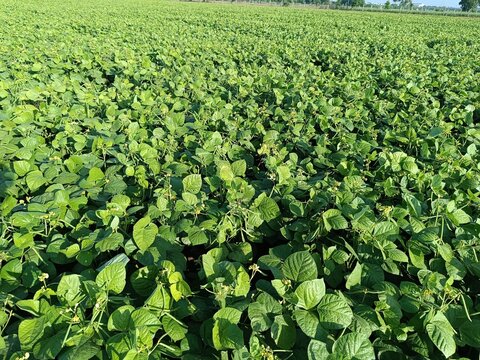 Green Mung bean crop close up in agriculture field, Mung bean green pods (Vigna radiata) and mung bean leaves on the mung bean stalk