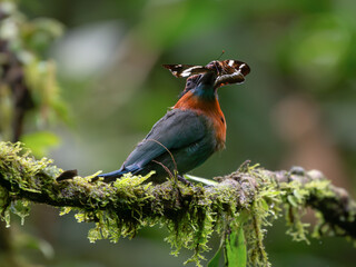 red headed woodpecker