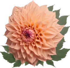 Close-up of a blooming dahlia flower. 