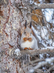 The squirrel with nut sits on tree in the winter or late autumn