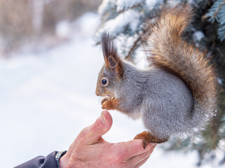 Squirrel eats nuts from a man's hand. Caring for animals in winter or autumn.