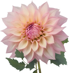 Close-up of a blooming dahlia flower. 