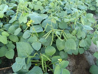 Green Mung bean crop close up in agriculture field, Mung bean green pods (Vigna radiata) and mung...