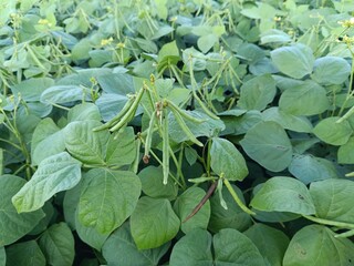 Green Mung bean crop close up in agriculture field. Mung bean green pods (Vigna radiata) and mung bean leaves on the mung bean stalk in the agricultural garden.