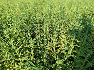 Sesame crops growing in green farmland