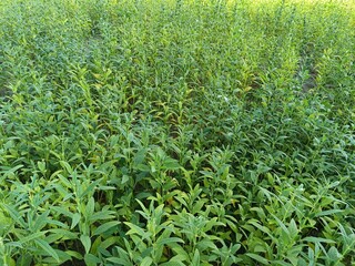 Sesame seed Farm, Sesamum crops growing in green farmland, Till, Flowers, Grow of Sesame Plant.