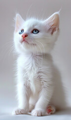 A white kitten with blue eyes looking up.