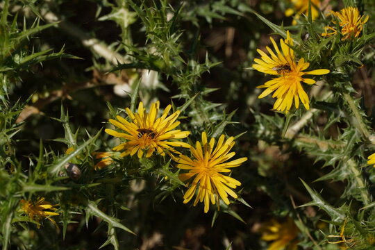 Common golden thistle, or Scolymus hispanicus flowers and honey bees