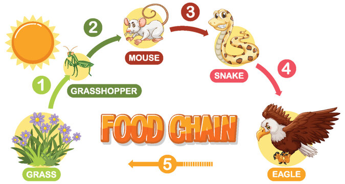 Depicts a simple food chain sequence