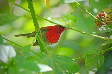 Crimson Sunbird amongst the flowers