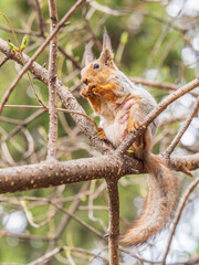 The squirrel with nut sits on a branches in the spring or summer.