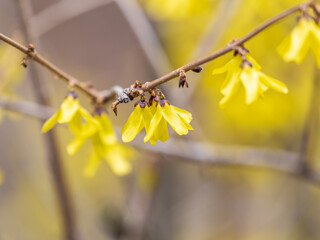 Forsythia. Blooming forsythia bush. Yellow flower on a branch of forsythia.