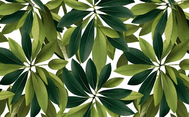 Mango tree leaves pattern. Isolated white background.