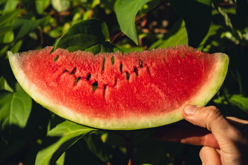 Fresh juicy red watermelon slice in hands on background of outdoor garden in summertime during...