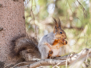 The squirrel with nut sits on a branches in the spring or summer.