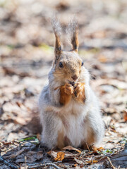 Squirrel in autumn or spring with nut on the green grass with fallen yellow leaves