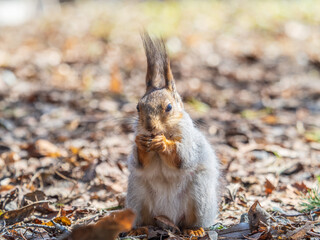 Squirrel in autumn or spring with nut on the green grass with fallen yellow leaves