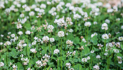 A spring lawn filled with clover flowers. warm sunshine - shamrock, Trifolium repens