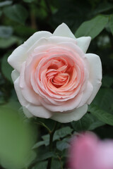 美しいピンクのバラ