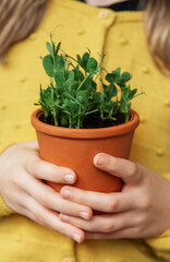 A child, dressed in a vibrant yellow sweater, delicately holds a terracotta pot with a green plant.