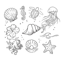 set of seashells