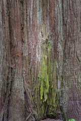 Western redcedar (Thuja Plicata)