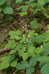 three-leaf foamflower (Tiarella trifoliata)