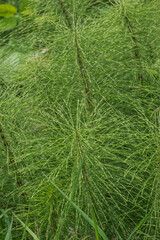 horsetail (Equisetum)