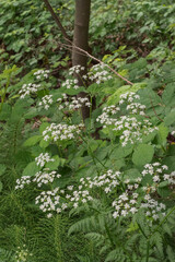 Japanese Hedge Parsley (Torilis Japonica)