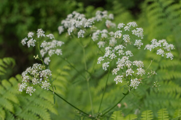 Japanese Hedge Parsley (Torilis japonica)
