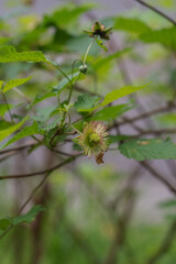 Blackberry (Rubus Americanus)