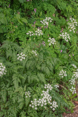 Japanese Hedge Parsley (Torilis japonica)
