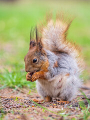Squirrel eats a nut while sitting in green grass. Eurasian red squirrel, Sciurus vulgaris