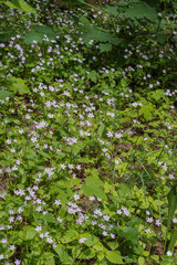 Herb Robert (Geranium Robertainum)