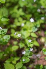 Herb Robert (Geranium Robertainum)